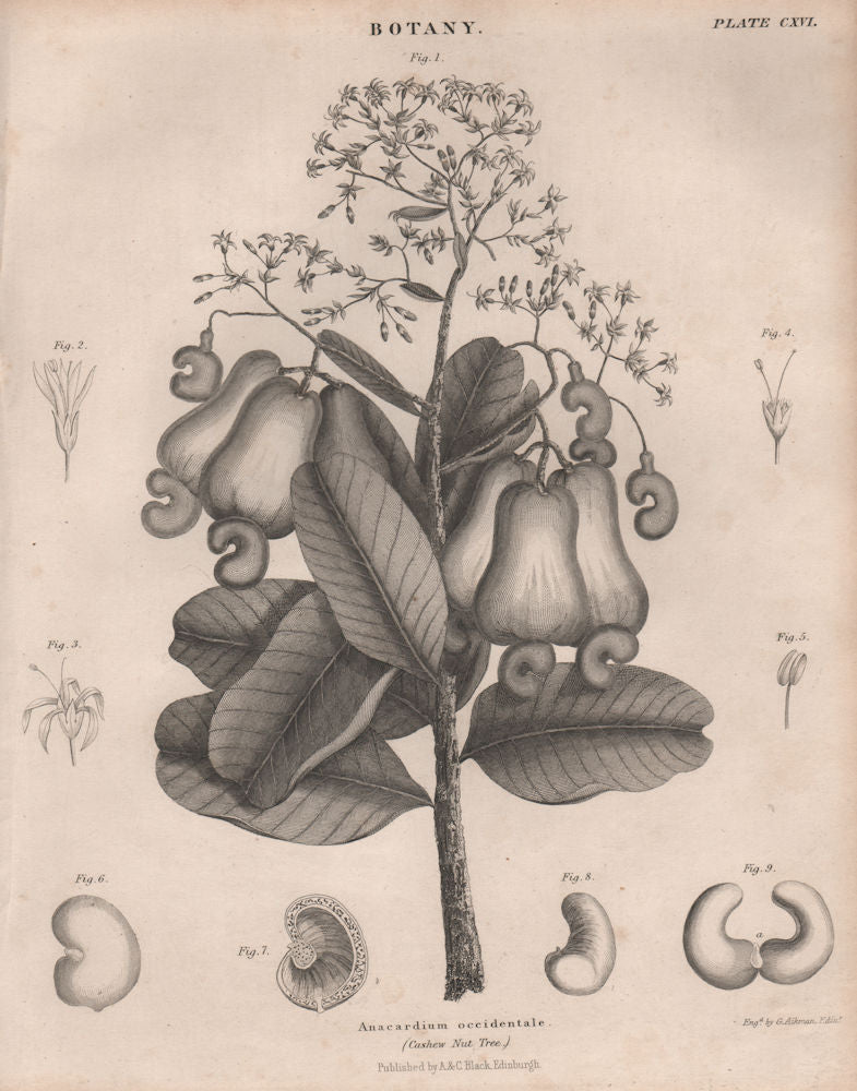 Anacardium occidentale (Cashew Nut Tree). BRITANNICA 1860 old antique print